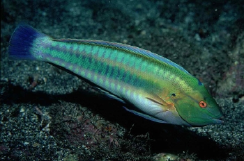  Coris atlantica (Rainbow Wrasse)